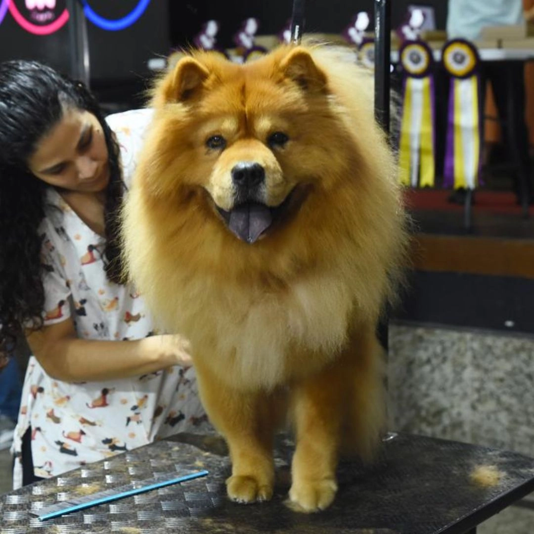 De desfile de pets a batalha da beleza: saiba tudo o que acontecerá no maior evento pet do Estado