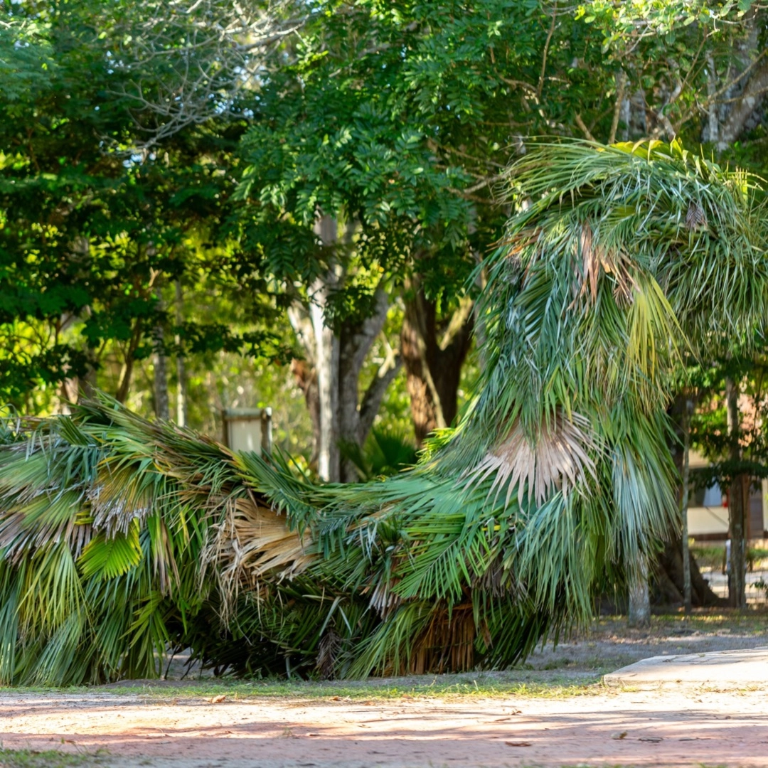 No Dia do Meio Ambiente, Museu Vale abre exposição “Folhear”, com esculturas gigantes utilizando folhagens