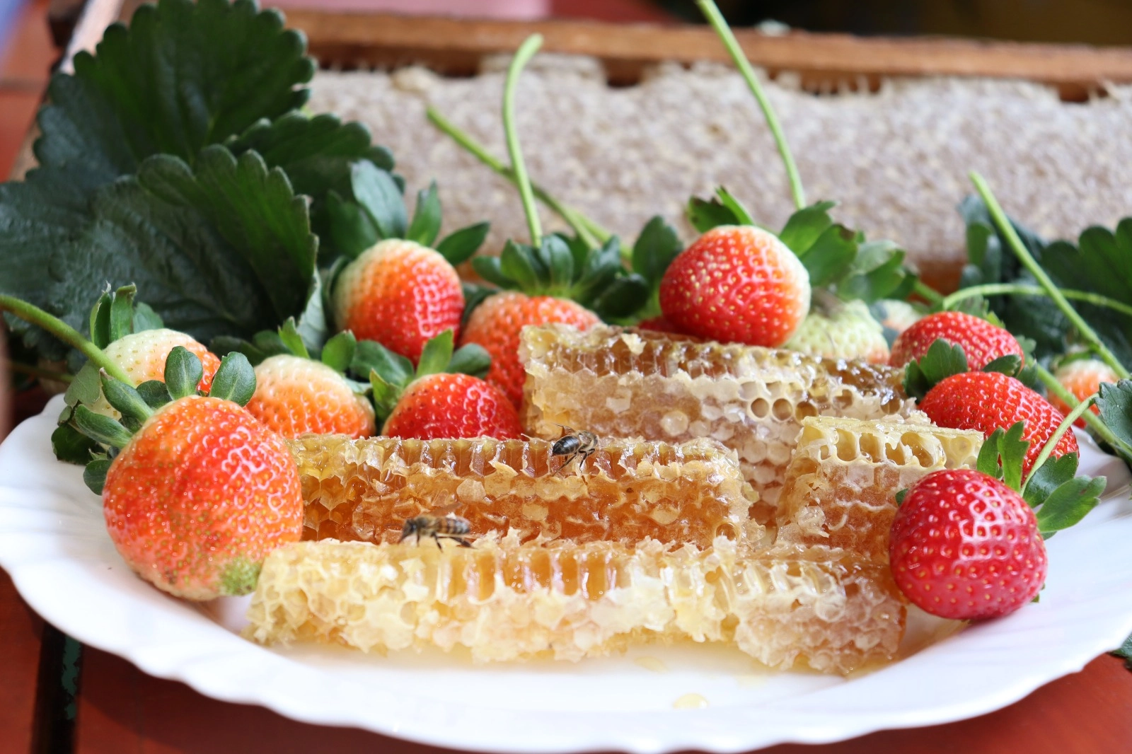 Tradicional Festa do Morango de Pedra Azul terá um banquete de sabores das montanhas